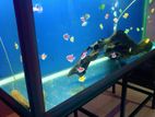 Fish Tank with Iron Stand