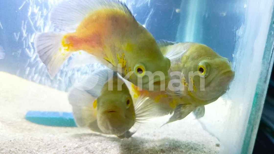 Fish Tank with Oscar for Sale in Katugastota | ikman