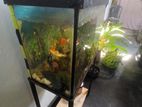 Fish Tank