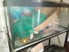 Fish Tank with Acceseries