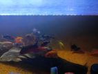 Fish Tank With Sale