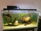 Fish Tank with