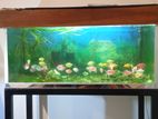 Fish Tank with Stand and Fishes