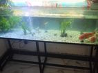 Fish Tank