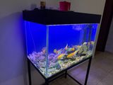 Fish Tank with Stand