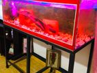 Fish Tank with Carp