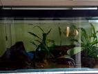 Fish Tank with Stand