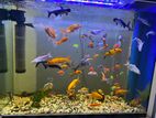 Fish Tank with