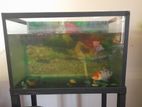 Fish Tank with Stand