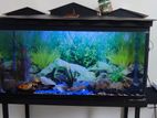 Fish tank with Stand