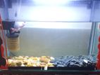 Fish Tank with Stand