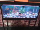 Fish Tank with Steal Stand