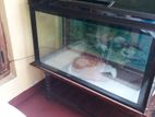 Fish Tank with Table