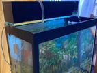 Fish Tank With USB Filter