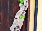 Fish Tank Wooden Log – 36 in x 5