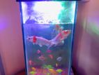 Fish Tank