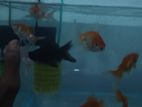 Fishes with Fishtank Set