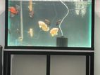 Fish Tank