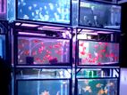Fish Tanks 12mm Full Setup