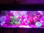 Fish Tanks 4 Ft Full Setup
