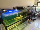 Fish Tanks 7 Units