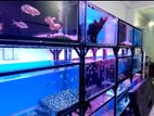 Fish tanks