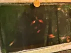 Fish Tank