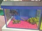 Fish Tanks