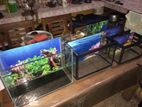 Fish Tanks