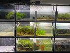 Fish Tanks With Rack