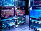 Fish Tanks With Stands