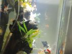 Fish Tank