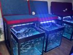 Fish Tanks with fishes