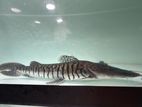 Tiger Shovel Nose Catfish