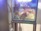Fish Tank