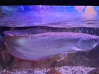 Arowana Fish with Tank