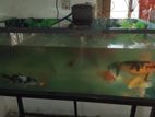 Fish with Tank