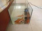 Fish With Tank