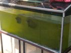 Fish Tank with Fishes