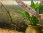 Fish with Tank