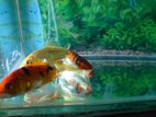 Gold Fish with Tank