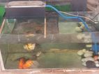 Oranda Goldfish with Tank