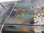 ගෝල්ඩ් Fish with Tank