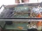 Gold Fish with Tank