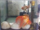 Fish with Tank