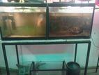 Fish with Tanks