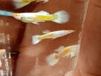 Guppy Fishes