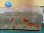 Fishes