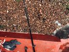 Fishing Rod