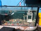 Fishes With Tank